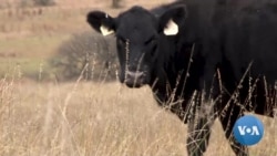 Ranchers Combat Overgrazing to Fight Climate Change