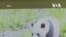 中國大熊貓寶力和青寶抵達美國華盛頓動物園