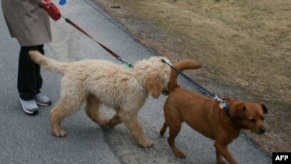 Kurtamysha jinsiy aloqa xizmati