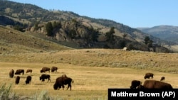 FILE - In this Aug. 3, 2016 file photo, a herd of bison grazes in the Lamar Valley of Yellowstone National Park.