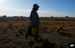 Martha Mamani membawa dua wadah berisi air yang diambil dari mata air terdekat dari lahan pertanian yang rusak akibat kemarau di Villa Andrani di pinggiran Kota El Alto, Bolivia, Jumat, 15 September 2023. (Foto: Juan Karita/AP)