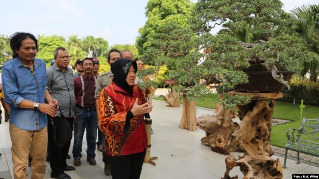Wali Kota Surabaya Tri Rismaharini, saat melihat tanaman bonsai yang dipamerkan pada Festival Bonsai Nusantara (foto VOA/Petrus Riski)