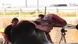 Đặc sản cá voi Nhật Bản