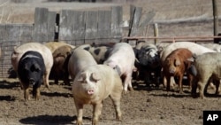 FILE - Pigs roam in a feedlot on a farm in Clear Lake, Iowa. Mexico could revive the list of mostly agricultural products it used to push Washington into letting Mexican truckers on U.S. highways in 2011; pork products topped that list.
