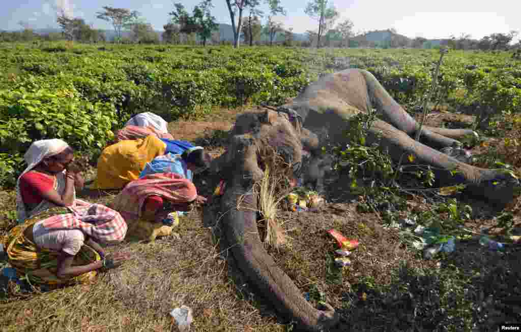 Women pray next to the dead body of a male elephant at a tea garden in Nagaon district in the northeastern state of Assam, India. Forest officials say the animal died after after a fight with another elephant.