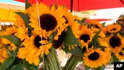 This image provided by Jessica Damiano shows cut sunflowers in a container on October 15, 2019 in Mattituck, New York. (Jessica Damiano via AP)