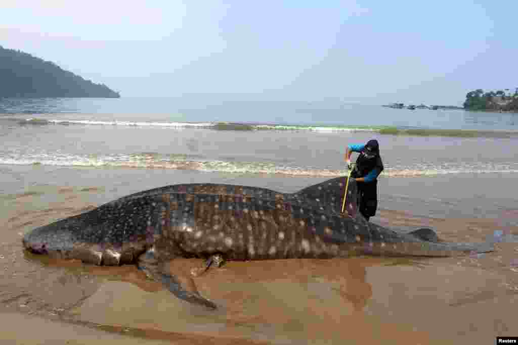 An officer measures the size of a whale shark, stranded at Teluk Betung beach in South Pesisir regency, West Sumatra province, Indonesia, in this photo taken by Antara Foto.