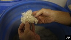 FILE - Biomass company CEO Ed Lehburger examines a barrel of shredded hemp on the way to being turned into pulp and used for paper and other products, at Pure Vision Technology, a biomass factory in Ft. Lupton, Colo., May 19, 2015.