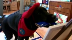 SHORT VIDEO: Չորքոտանի նկարիչը