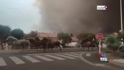 فرار اسب‌ها از آتش‌سوزی در جنوب غرب فرانسه