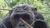 African Sanctuaries Rescue Endangered Chimpanzees