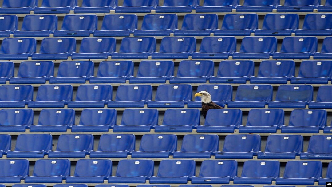 Burung elang Olympia yang menjadi mascot Lazio bertengger di deretan kursi kosong di Stadion Olimpico Italia (5/5). Bagian Curva Nord stadion yang biasa diduduki oleh pendukung fanatik Lazio akan ditutup.