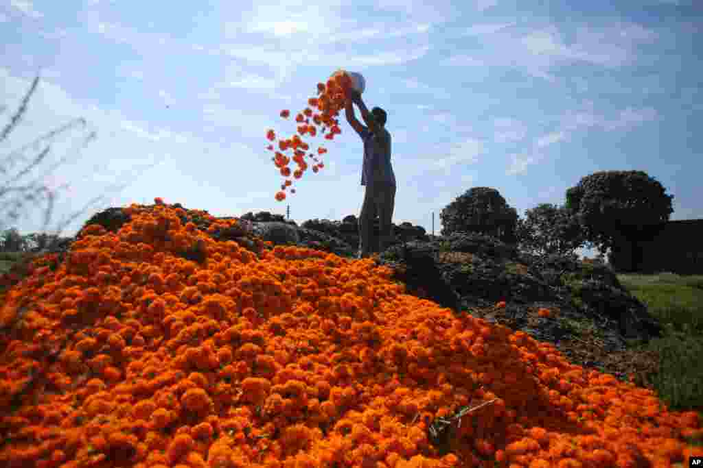 A farmer dumps marigold flowers in his farm on the outskirts of Jammu, India.