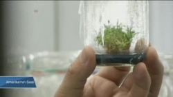 Bitkiler Kendilerini Morötesi Işınlardan Nasıl Koruyor?