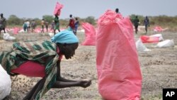 FILE - In this Wednesday, May 2, 2018 file photo, a woman scoops fallen sorghum grain off the ground after an aerial food drop by the World Food Program (WFP) in the town of Kandak, South Sudan. 