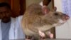 FILE - An African Giant Pouch rat is seen before a training session where the rats will learn to detect tuberculosis (TB) at a laboratory in Sokoine University for Agriculture in Morogoro, Tanzania, Jan. 31, 2006. 