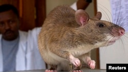 FILE - An African Giant Pouch rat is seen before a training session where the rats will learn to detect tuberculosis (TB) at a laboratory in Sokoine University for Agriculture in Morogoro, Tanzania, Jan. 31, 2006. 