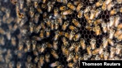 Las abejas pululan en un panal, parte de una colmena robótica desarrollada por la empresa israelí Beewise, en Beit Haemek.