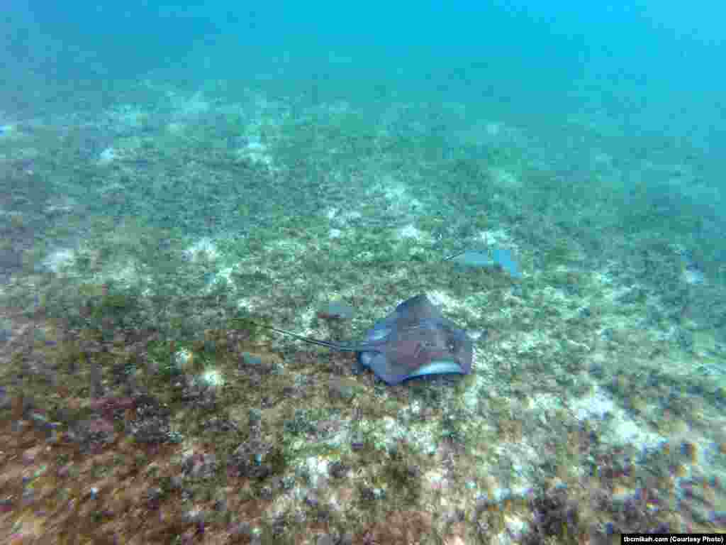 Ikan pari berkamuflase saat berenang di dasar laut.