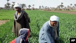 The Nile has allowed agriculture to flourish for millenia, but a farmer's life remains hard, near Kafr Torky, February 13, 2011