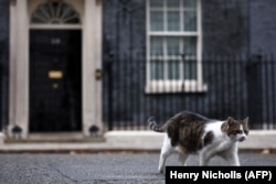 Larry, si Kucing Downing Street, terlihat di luar 10 Downing Street, kediaman resmi Perdana Menteri Inggris, di London pada 3 September 2024. (Foto: AFP/Henry Nicholls)