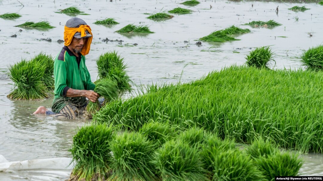 Seorang petani menanam benih padi di sawah di Demak, 23 Oktober 2018. (Foto: Antara/Aji Styawan via REUTERS)