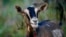 FILE - A goat calls out a feeding time at the Quill's End Farm, Friday, Sept. 17, 2021, in Penobscot, Maine. (AP Photo/Robert F. Bukaty)