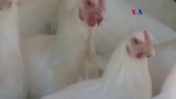 Preocupación por gripe aviar
