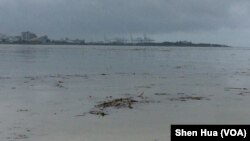 豪雨过后淡水河中大量上游漂浮物（美国之音记者申华 拍摄）