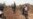 Despite Coalition Military Gains, No End in Sight in Anti-IS Campaign