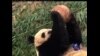 华盛顿国家动物园喜迎熊猫宝宝诞生
