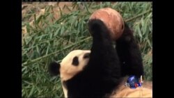 华盛顿国家动物园喜迎熊猫宝宝诞生 