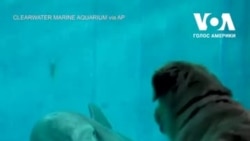 Золотистий ретривер "познайомився" з дельфінами в акваріумі у штаті Флорида. Відео
