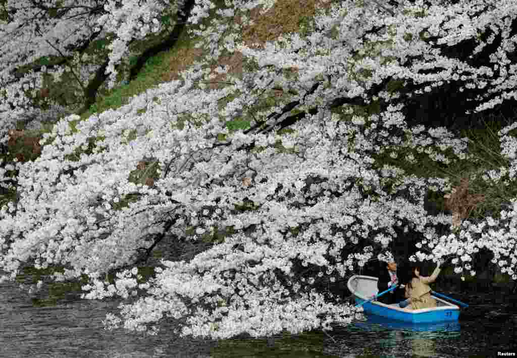 Visitors enjoy cherry blossoms at Chidorigafuchi Park in Tokyo, Japan, March 27, 2021.