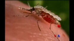 ငှက်ဖျားပိုး စမ်းသပ်နည်းသစ်