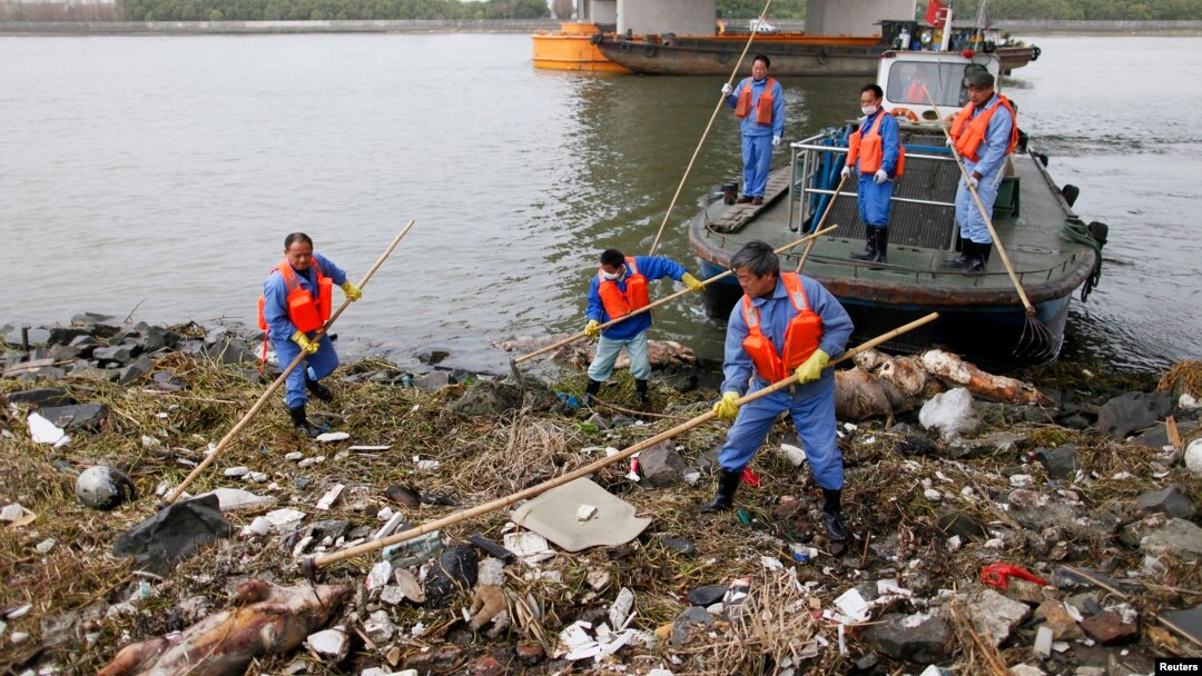 Para petugas kebersihan terus berupaya membersihkan salah satu anak sungai Huangpu di Shanghai dari bangkai babi (10/3). Media setempat mengatakan lebih dari 2.200 bangkai babi ditemukan sungai Huangpu, yang merupakan salah satu sungai sumber air utama di Shanghai. Hal ini memicu kecemasan warga akan keamanan pangan dan polusi lingkungan di wilayah itu.
