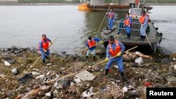 Para petugas kebersihan terus berupaya membersihkan salah satu anak sungai Huangpu di Shanghai dari bangkai babi (10/3). Media setempat mengatakan lebih dari 2.200 bangkai babi ditemukan sungai Huangpu, yang merupakan salah satu sungai sumber air utama di Shanghai. Hal ini memicu kecemasan warga akan keamanan pangan dan polusi lingkungan di wilayah itu.