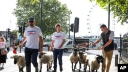 Demonstrators walk a flock of sheep through the streets as part of a protest against Brexit, in central London, Aug. 15, 2019. 