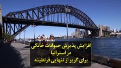 افزایش پذیرش حیوانات خانگی در استرالیا برای گریز از تنهایی قرنطینه