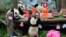 Anak-anak panda raksasa yang lahir pada tahun 2018 makan dan bermain bersama selama perayaan ulang tahun di pangkalan panda Shenshuping, Wolong, Sichuan, China. (China Daily)