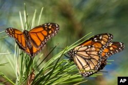 FILE - Kupu-kupu raja hinggap di dahan-dahan di Monarch Grove Sanctuary di Pacific Grove, California, Rabu, 10 November 2021. (Nic Coury, Arsip/AP)