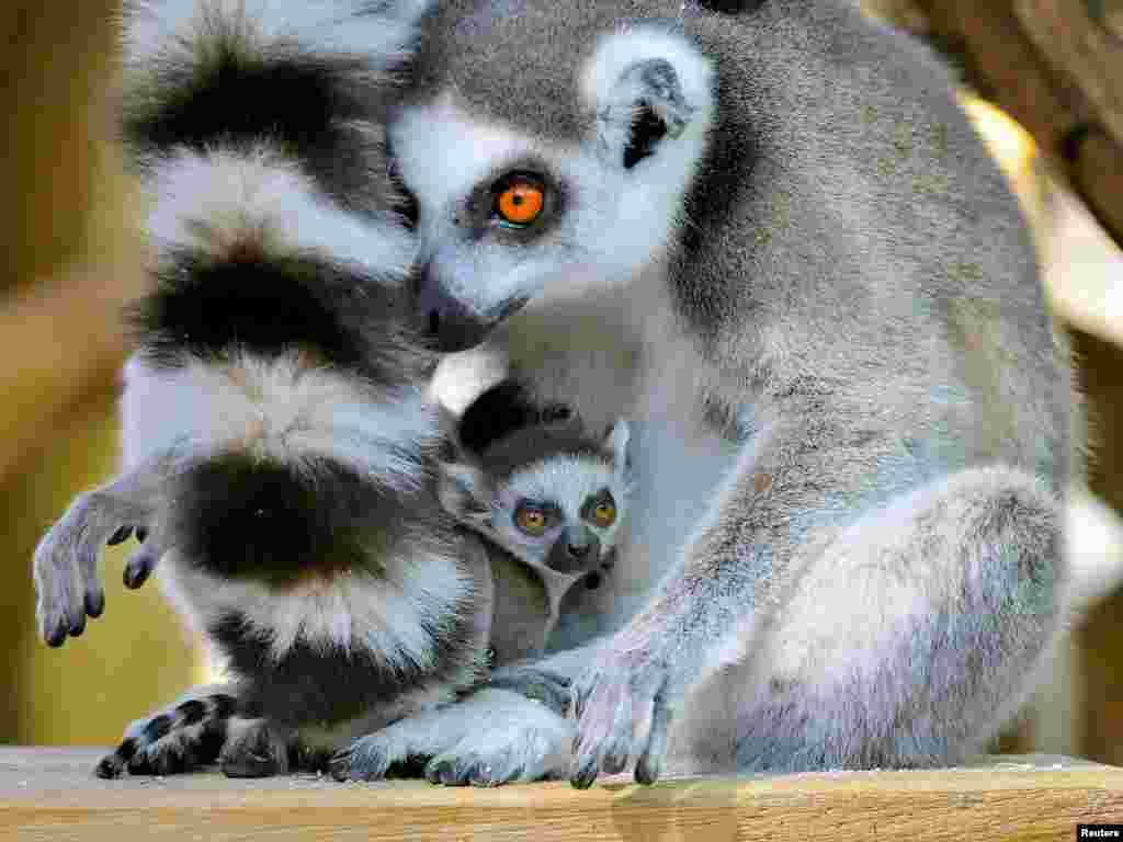 អំបូរ​សត្វ Lemur ដែល​បាន​កើត​កាល​ពី​ថ្ងៃទី​១៨ ខែមីនា កំពុង​នៅ​ជា​មួយ​មេ​របស់​វា​ នៅក្នុង​សួន​សត្វ&nbsp;Schoenbrunn ក្នុង​ទីក្រុងវីយែន ប្រទេស​អូទ្រីស។