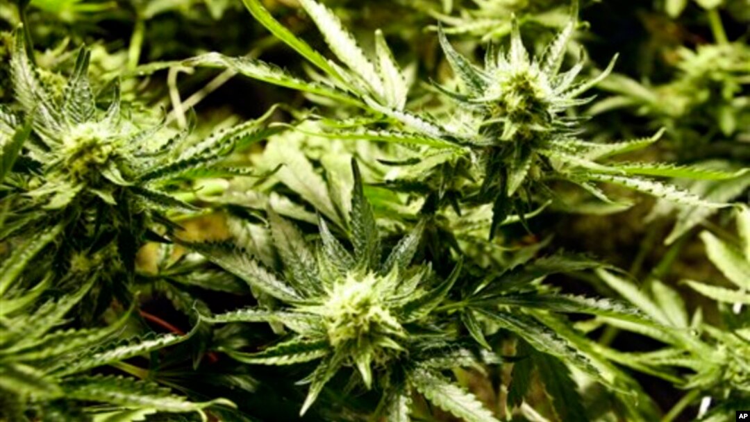 Antes de Florida 21 estados ya aprobaron que la marihuana sea usada con fines terapeúticos.