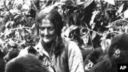 La célèbre primatologue Diane Fossey avec de jeunes gorilles des montagnes dans le parc des Virunga en 1982