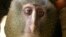 A new species of monkey found in the Democratic Republic of the Congo and identified as Lesula (Cercopithecus lomamiensis) is seen in this undated photograph from an article published September 12, 2012, in the science journal PLOS One. 