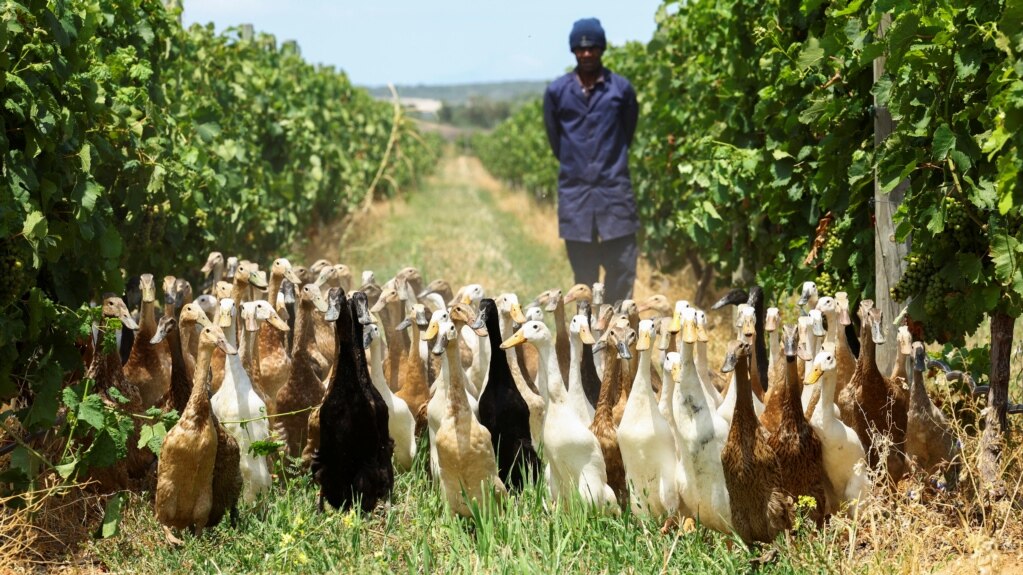 Group of Ducks Helps Control Pests for South African Wine Maker