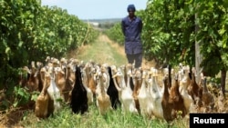 A duck keeper guides a flock of Indian Runner ducks, which assist as natural pest-control, by eating all the snails and bugs, through the vineyard during their daily patrol around the Vergenoegd Wine Estate, in Cape Town, South Africa, January 12, 2023. (REUTERS/Esa Alexander)