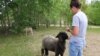 Brittney Johnson tends to one of her sheep on her farm in Underwood, Minnesota.