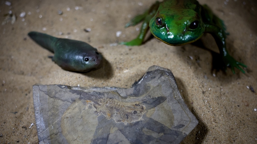 Researchers Discover World’s Oldest Tadpole