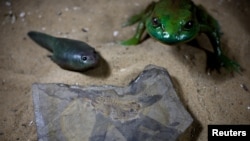 A fossil of the world's oldest tadpole, which coexisted with dinosaurs about 165 million years ago, is pictured next to a 3D-printed representation of the tadpole and of a fully developed frog, in Buenos Aires, Argentina October 28, 2024. (REUTERS/Agustin Marcarian)